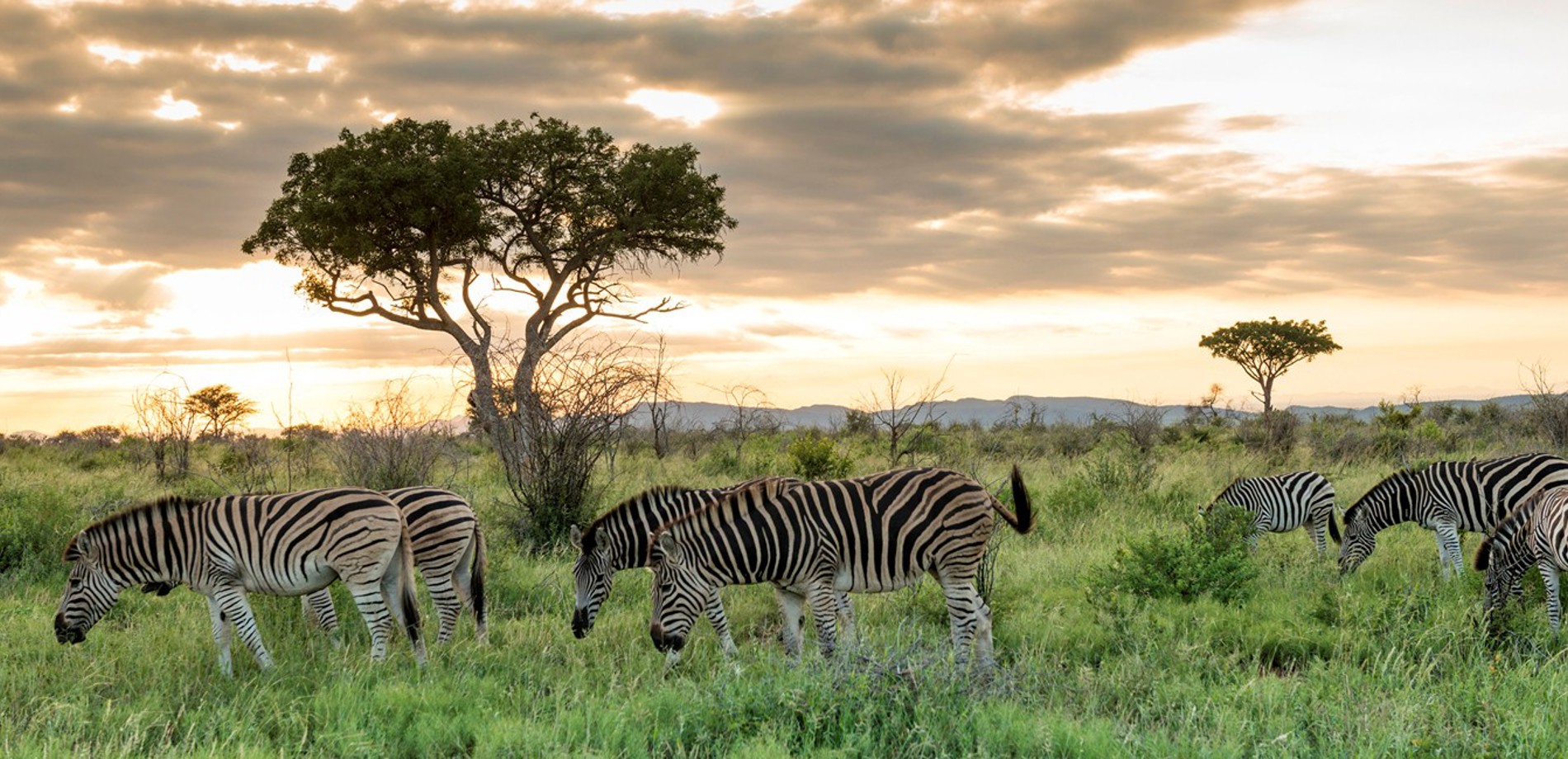 Giraffes walking across the savanna